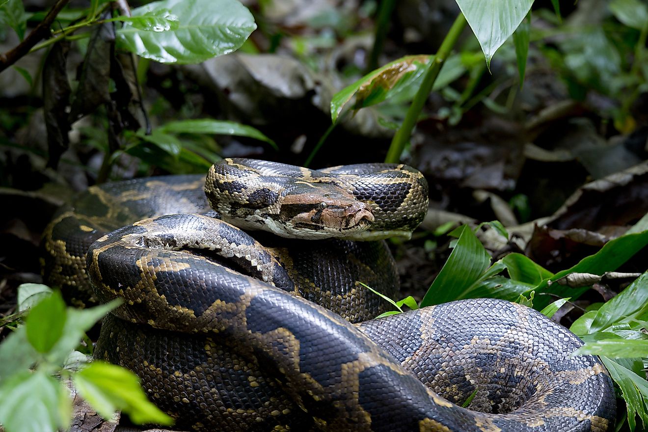 A python in Indian forest. Image credit: Girish HC/Shutterstock.com