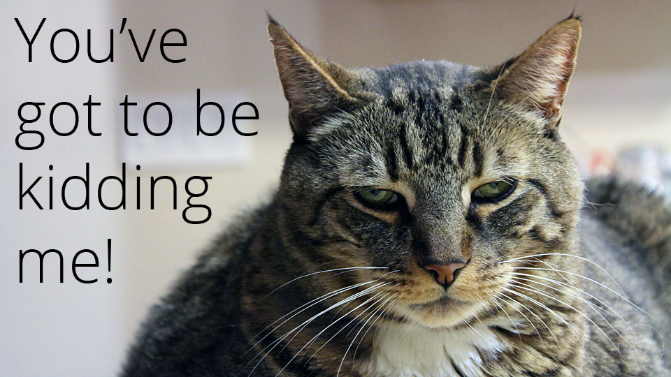 meatloaf-is-not-amused.jpg