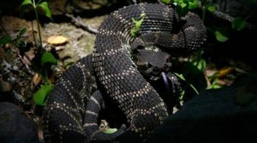 _101749707_nyoka.jpg