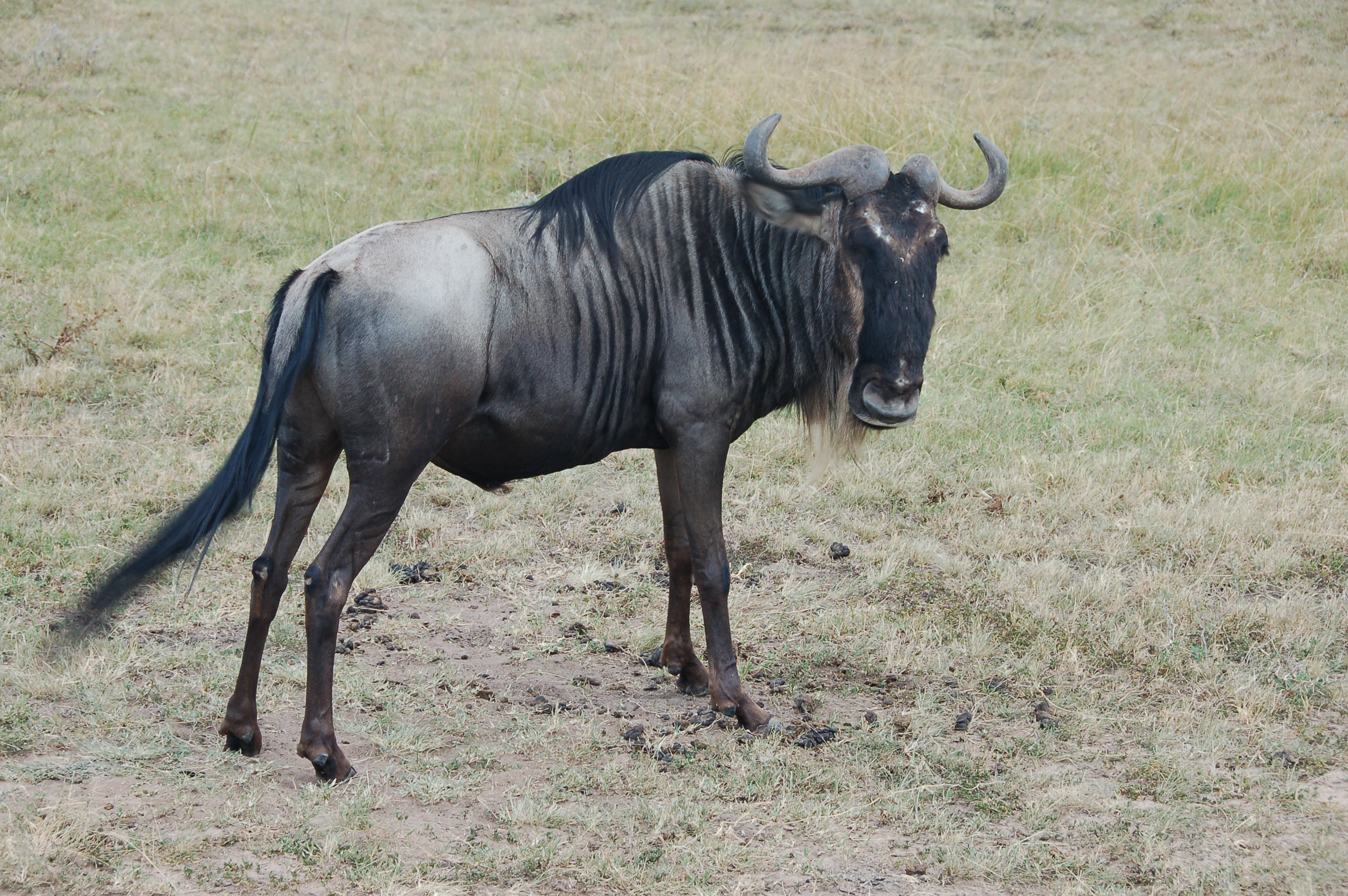 Common_wildebeest.jpg