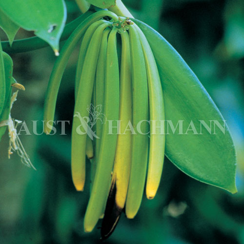 www.austhachcanada.com