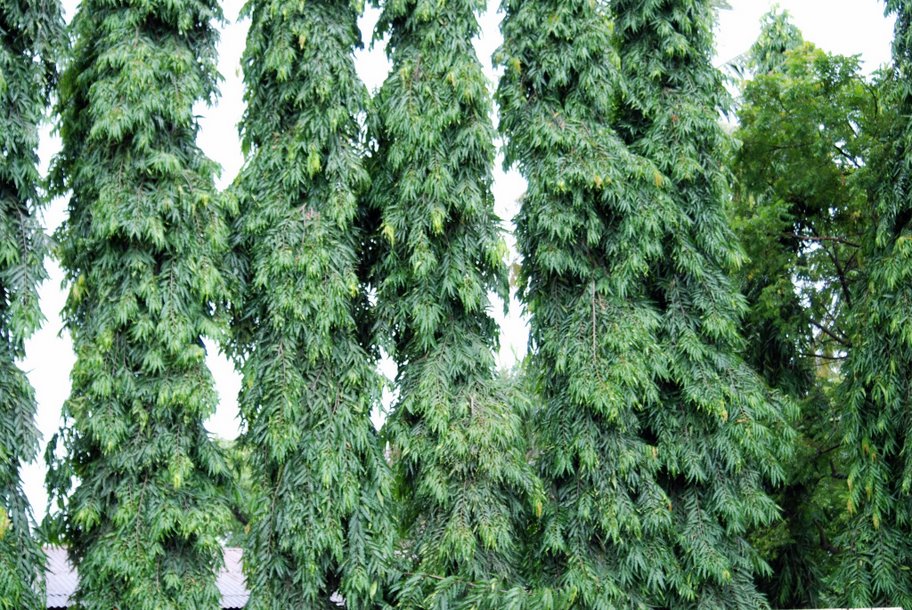 Polyalthia_longifolia.jpg