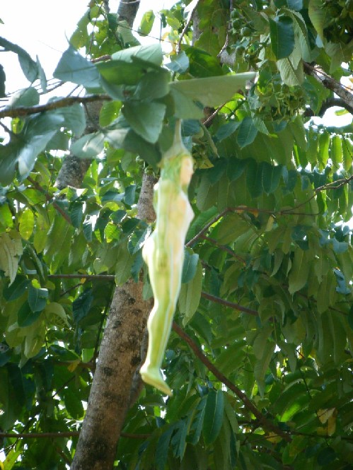 001_tree.jpg
