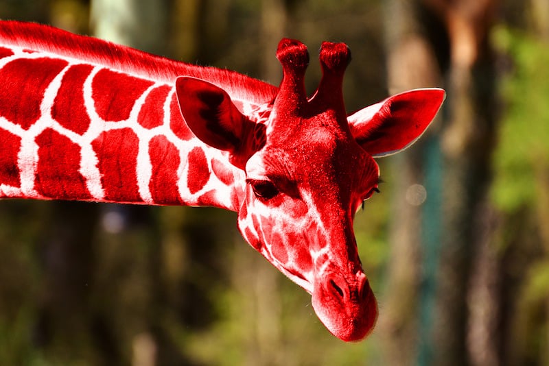red-giraffe.jpg