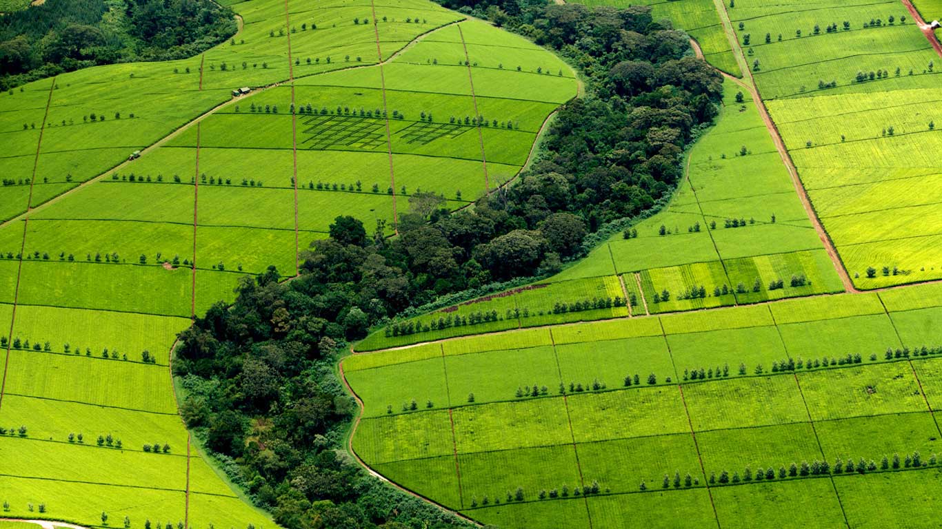 KerichoTea-.jpg
