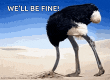 Ostrich Head In Sand GIFs | Tenor