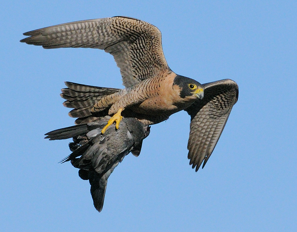 peregrine-falcon-with-pigeon.jpg