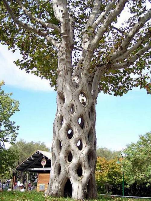 strange_trees7.jpg
