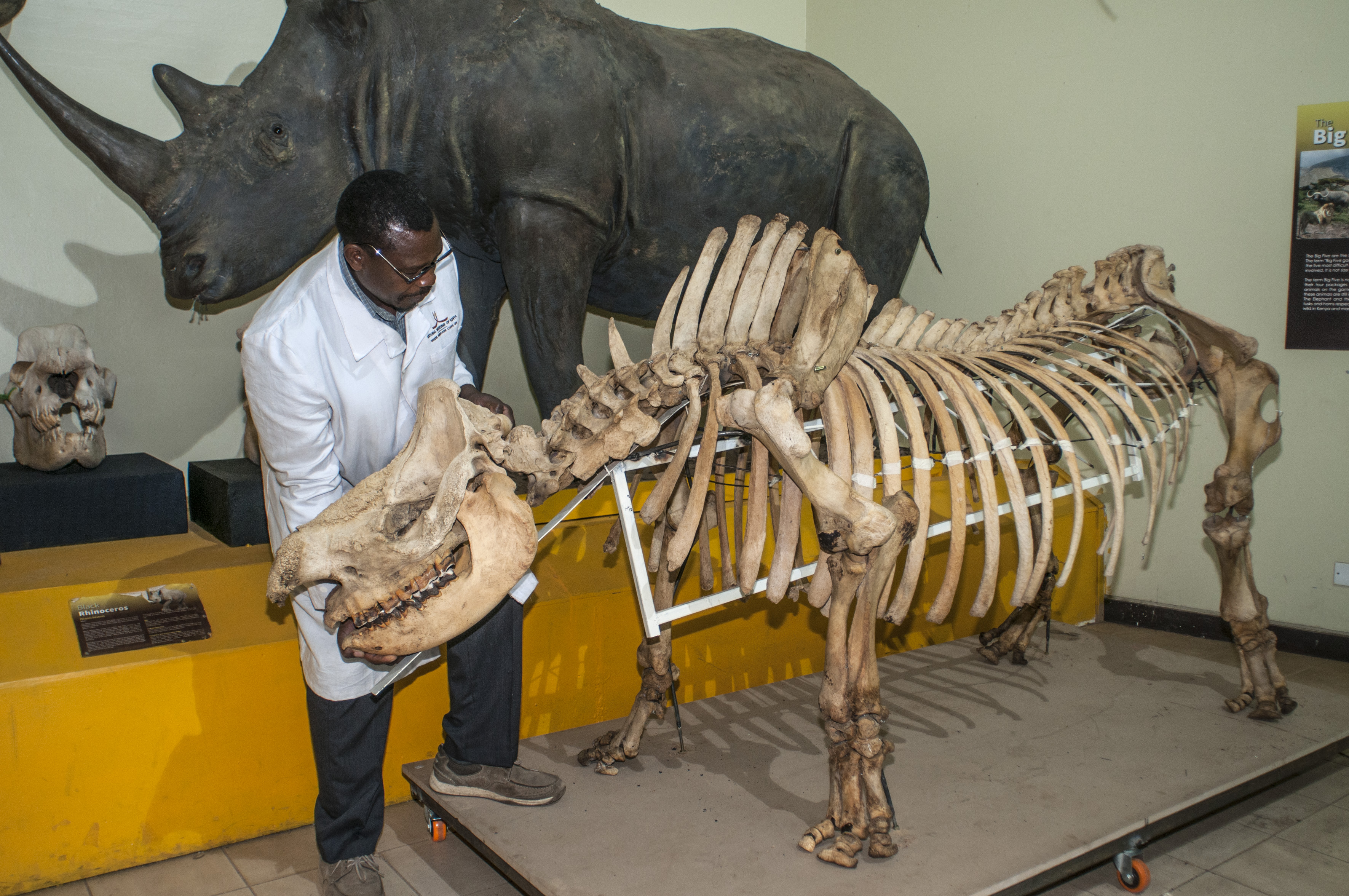 The Bones of Karanja: Popular Black Rhino Preserved at Kenya National  Museum | SWARA Magazine