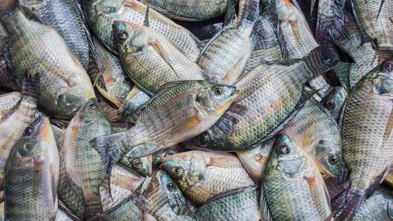 Tilapia