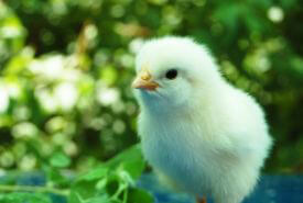 5822.chickenvision.jpg