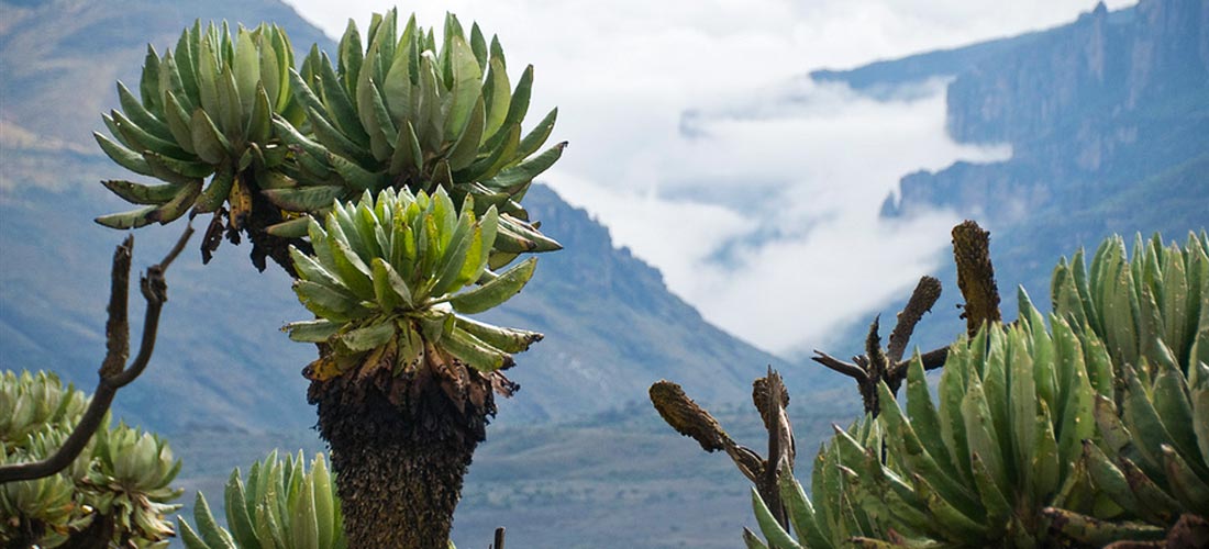 mt.elgon_.jpg