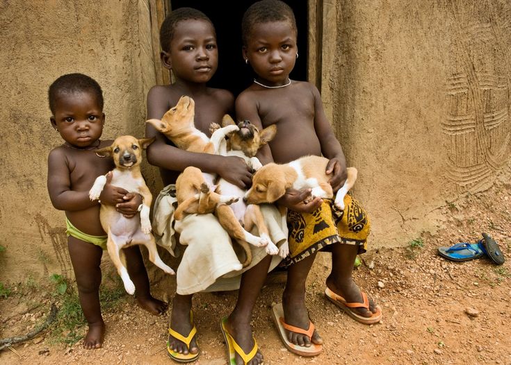 29091f5ceb147f02ec5318b243e7d41b--ara-puppies.jpg