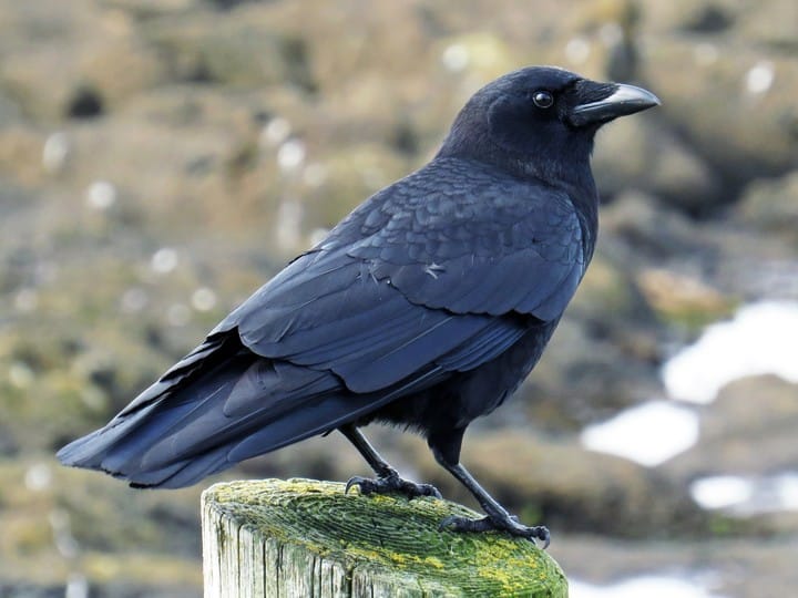 Crow.jpg