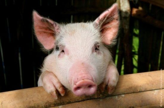 pig_5F00_Yahya-Idiz.jpg pig_5F00_Yahya-Idiz.jpg