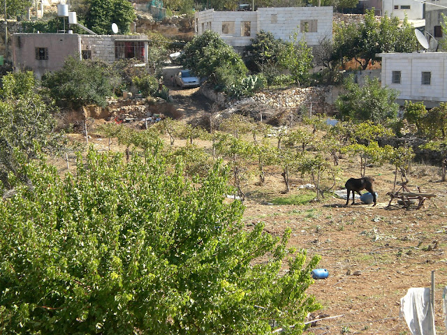 Beit-Ummar1.JPG