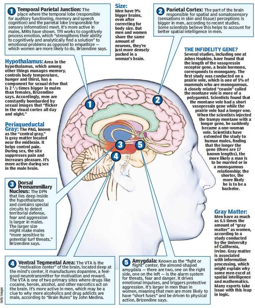 m_brain.jpg