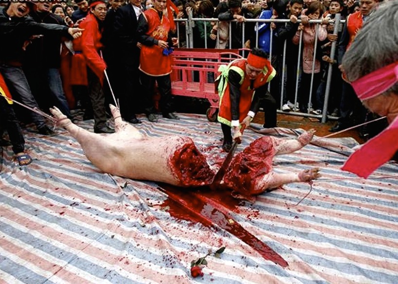 vietnamese-pigs-22.jpg