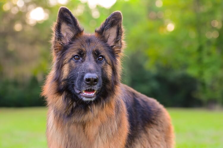 Long-Haired-German-Shepherd.jpg