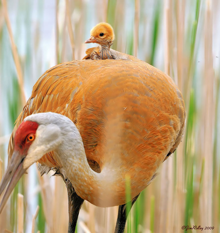 cute-bird-parents-25__700.jpg