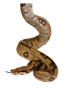 nyoka