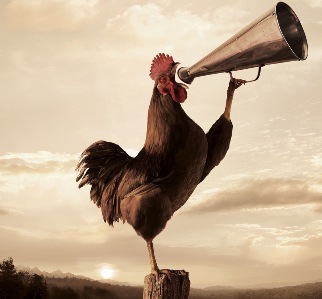 rooster-crowing-2.jpeg
