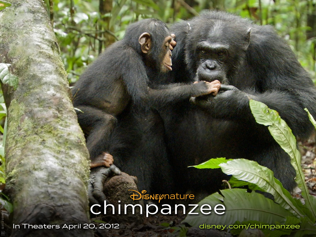 chimpanzee.jpg