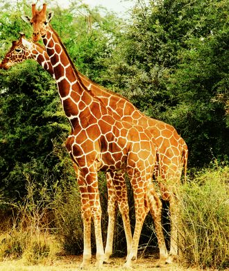 330px-Two_Giraffes.PNG