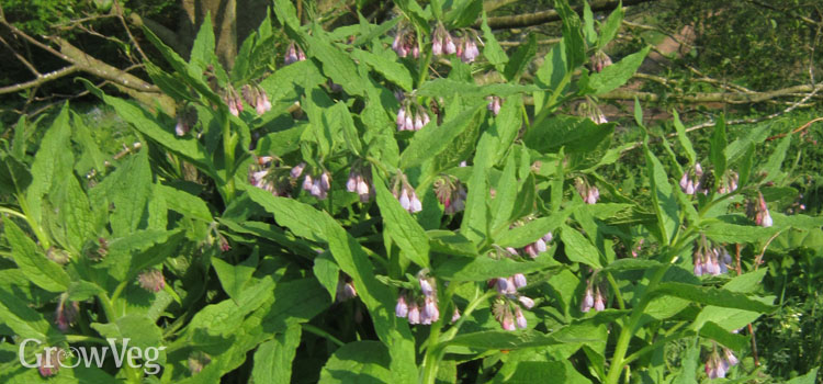 www.growveg.co.uk