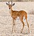 2009-reedbuck.jpg