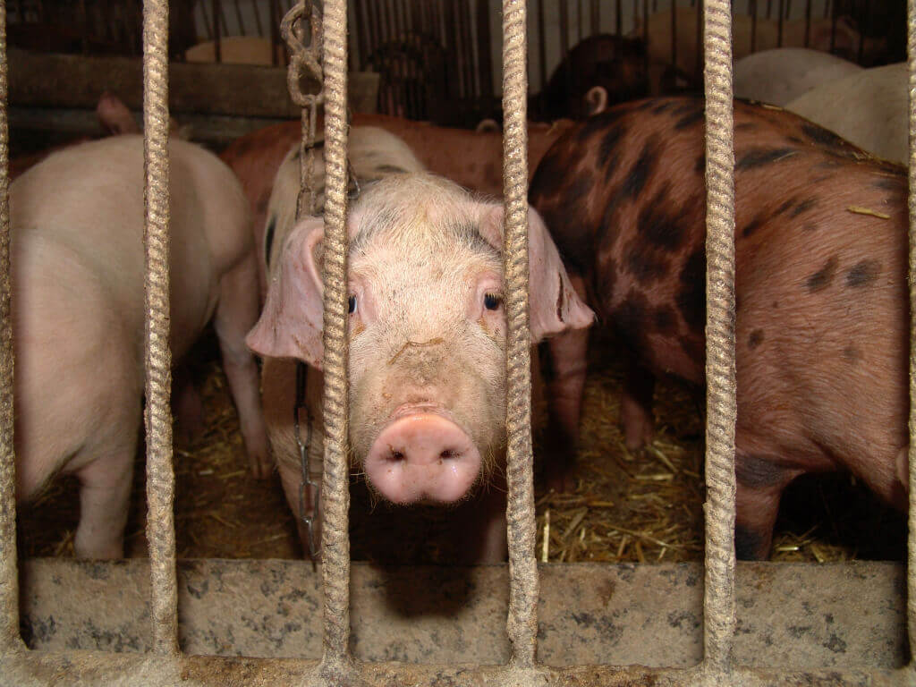 Sad Pig Sad Pig