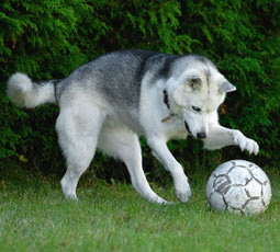 Dog-Playing-Soccer-07.jpg