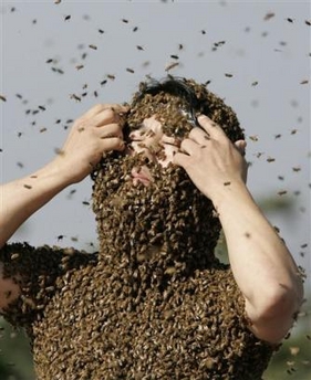 bees.jpg