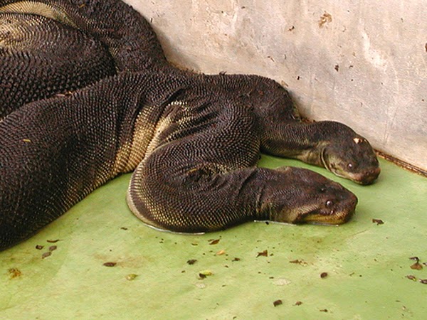 Elephant+Trunk+Snake.jpg