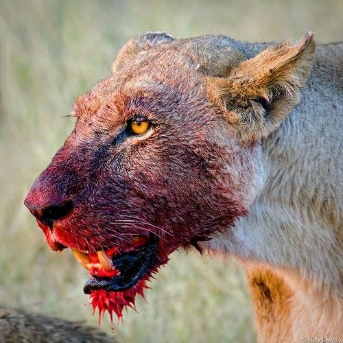 bloody+lion.jpg