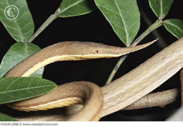 madagascar_leaf-nosed_snake_langaha_nasuta_female_510528.jpg