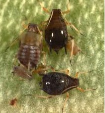 aphids.bmp