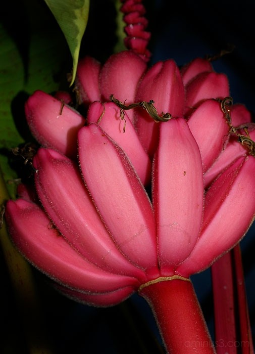 Red+Bananas.jpg