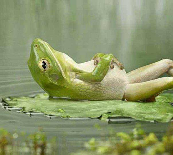 frog-sleeping.jpg