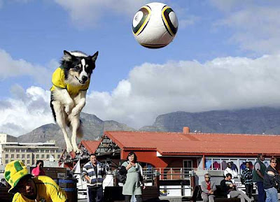 Dog-Playing-Soccer-03.jpg