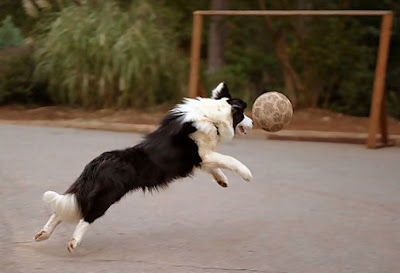 Dog-Playing-Soccer-08.jpg