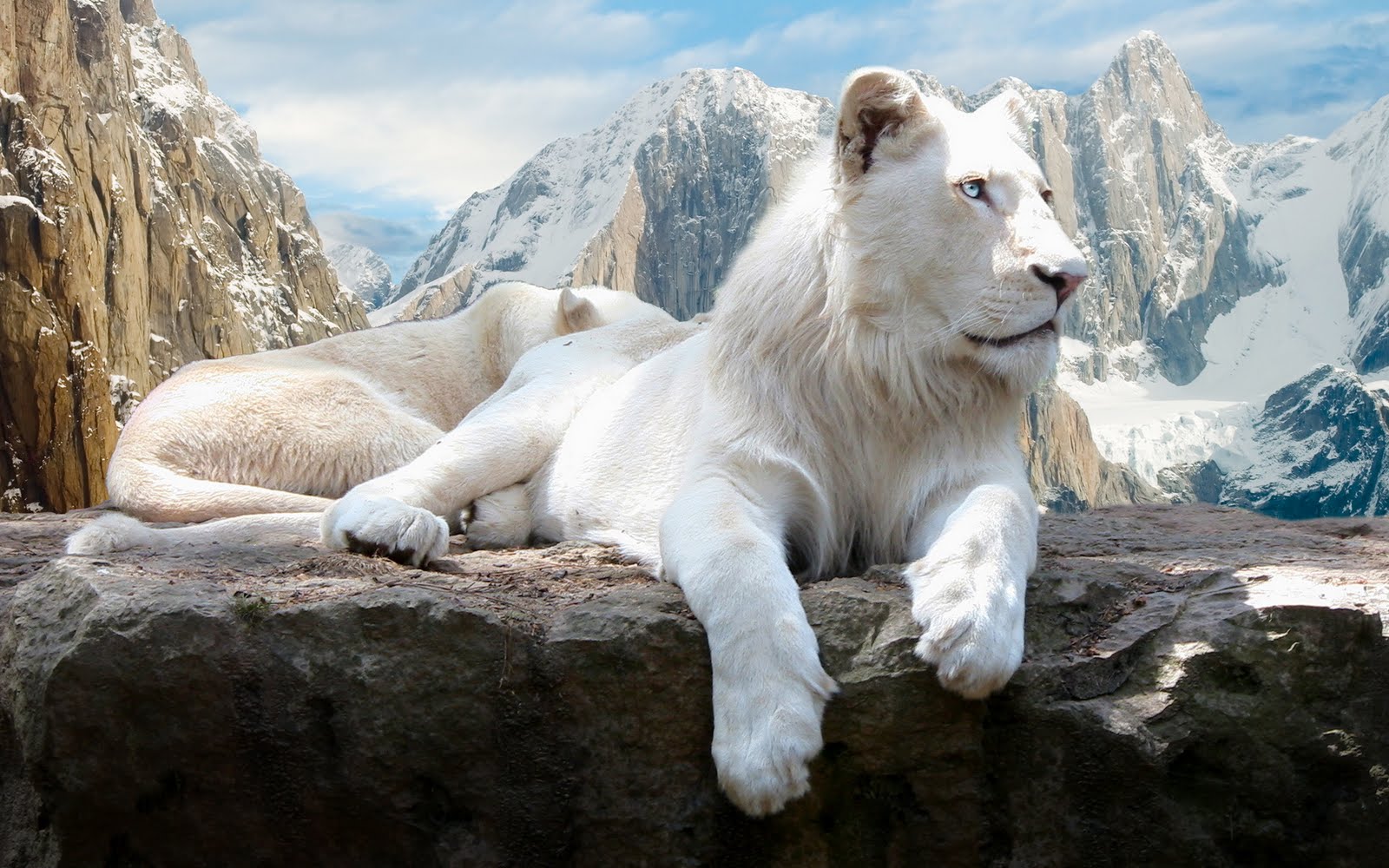 White-Lion-High-Resolution-Wallpapers-www.stillmaza.com-2.jpg