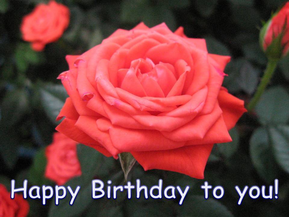 Flowers+Birthday+Cards+Free+templates.jpg