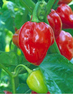 caribbean-red-hot-chilli-seeds.jpg