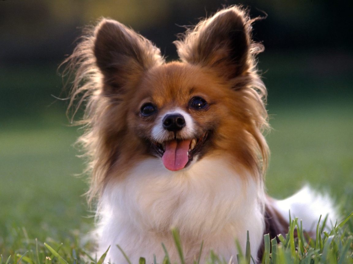 Papillon_dogs_pictures_2.jpg