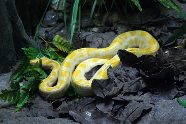 Albino_Burmese_Python.jpg