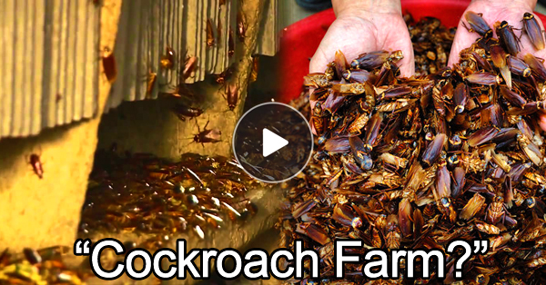 CockroachFarm.jpg