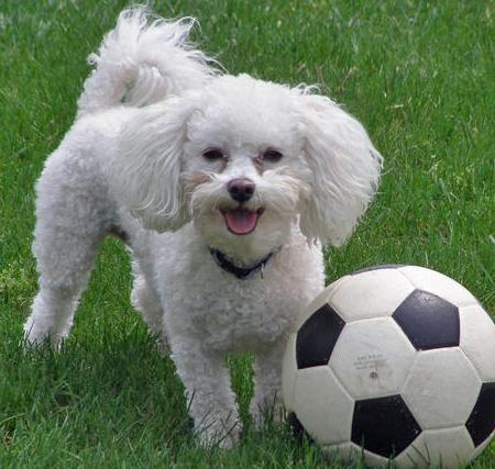 Bichon-Frise_w450.jpg