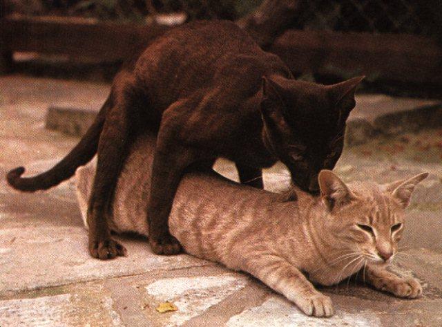 house-cat-sex-mating.jpg