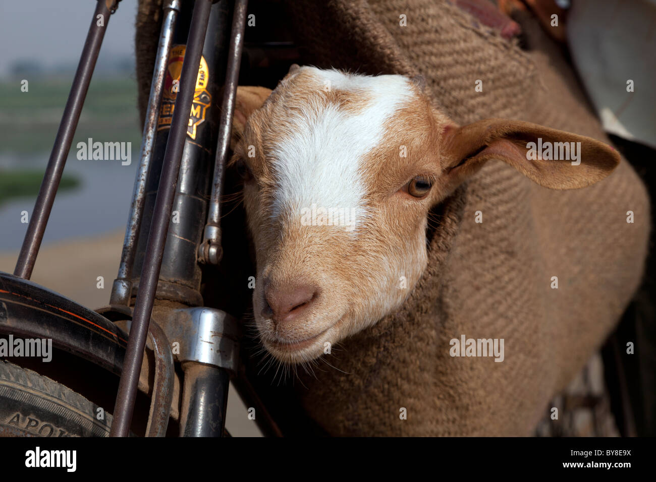 india-uttar-pradesh-agra-close-up-of-a-push-bike-and-a-goat-in-a-sack-BY8E9X.jpg